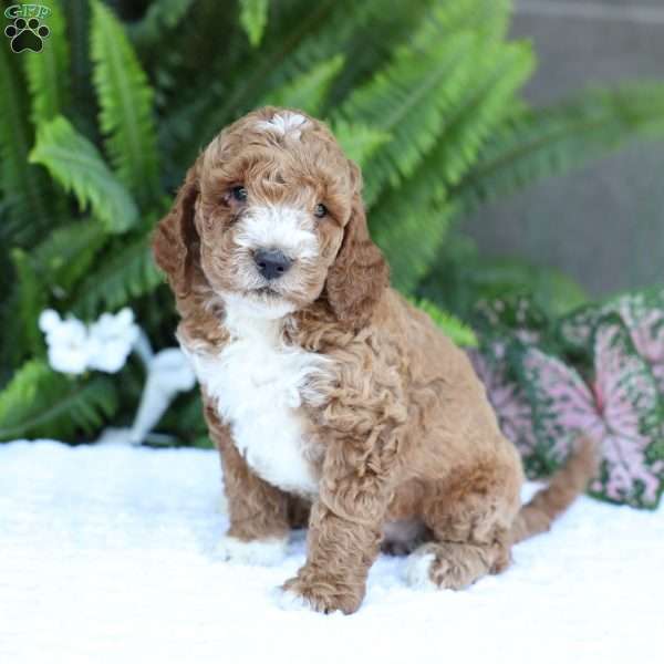 Dexter, Mini Goldendoodle Puppy